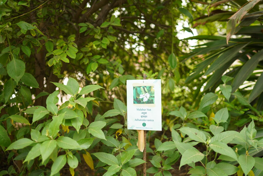Herbal Garden and Panchakarma Center